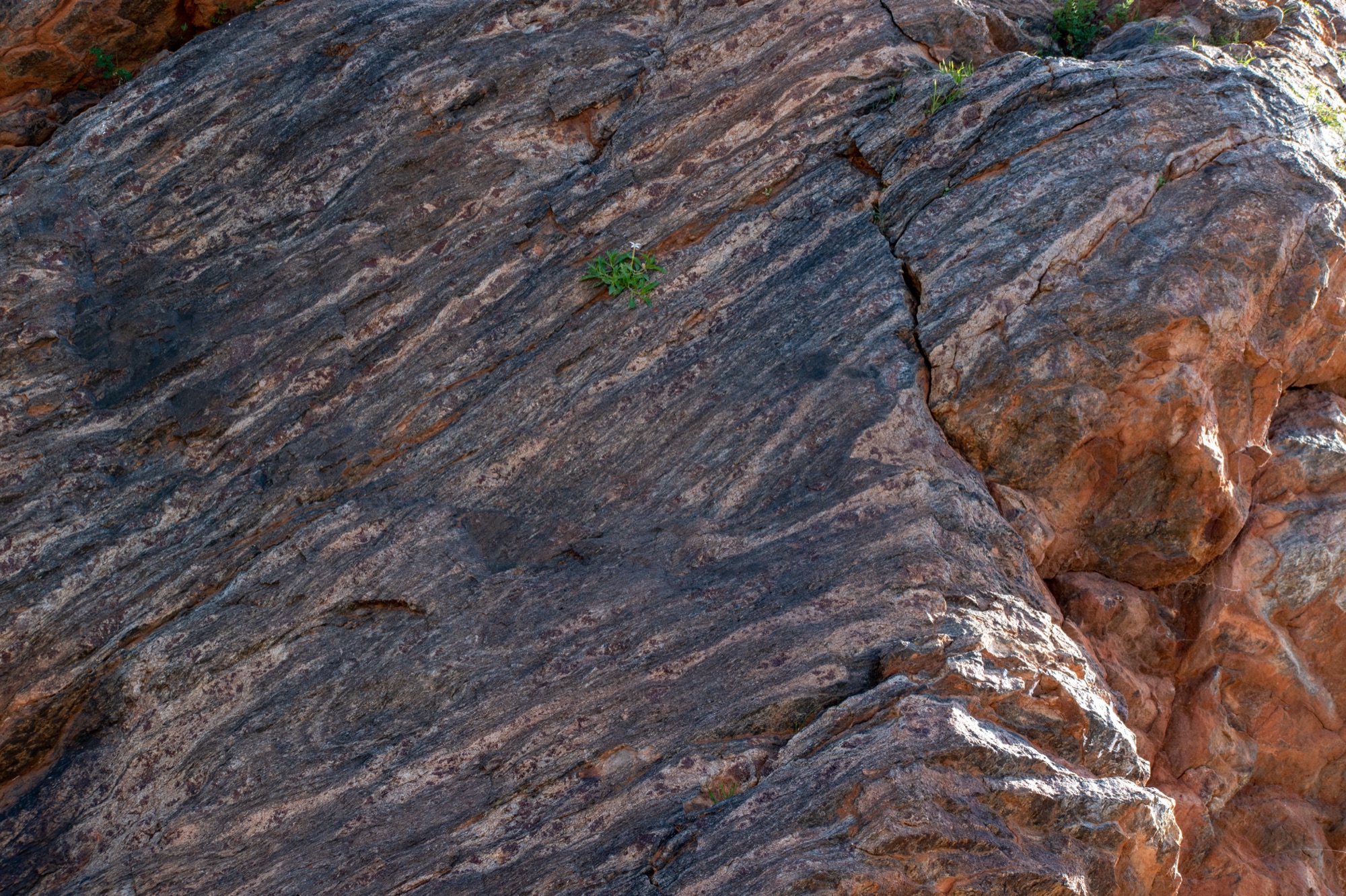 Foliated metamorphic rock, Broken Hill
